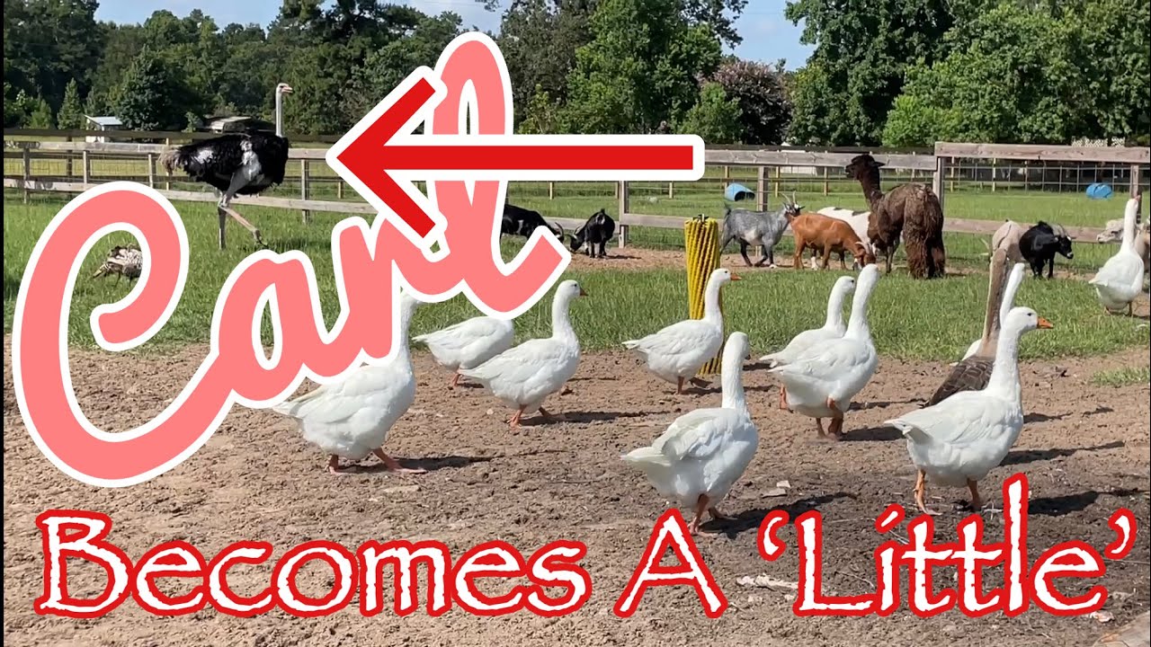 #HeyCarl Becomes A ‘Little’