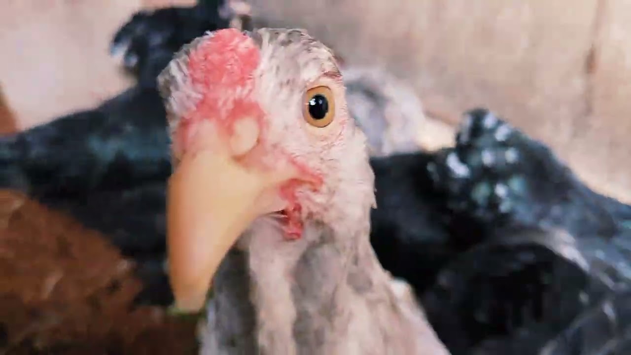 Brahma in coop