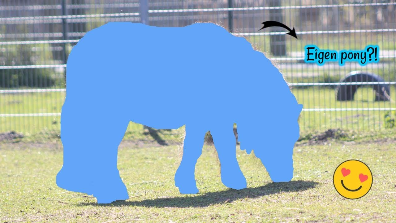 Een EIGEN pony?! || ShetlandGuus