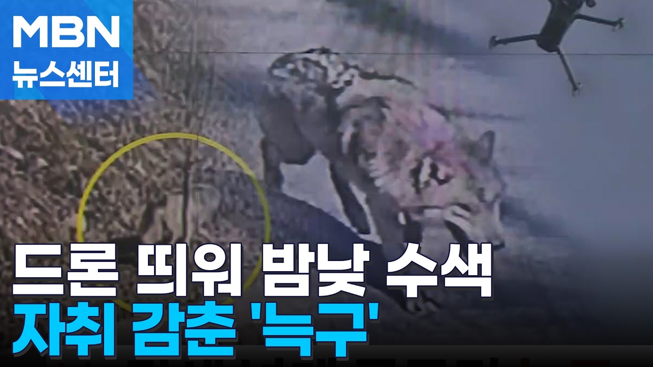 닷새 넘게 굶주린 '늑구'&hellip;밤낮 수색에도 행방 묘연 [MBN 뉴스센터]