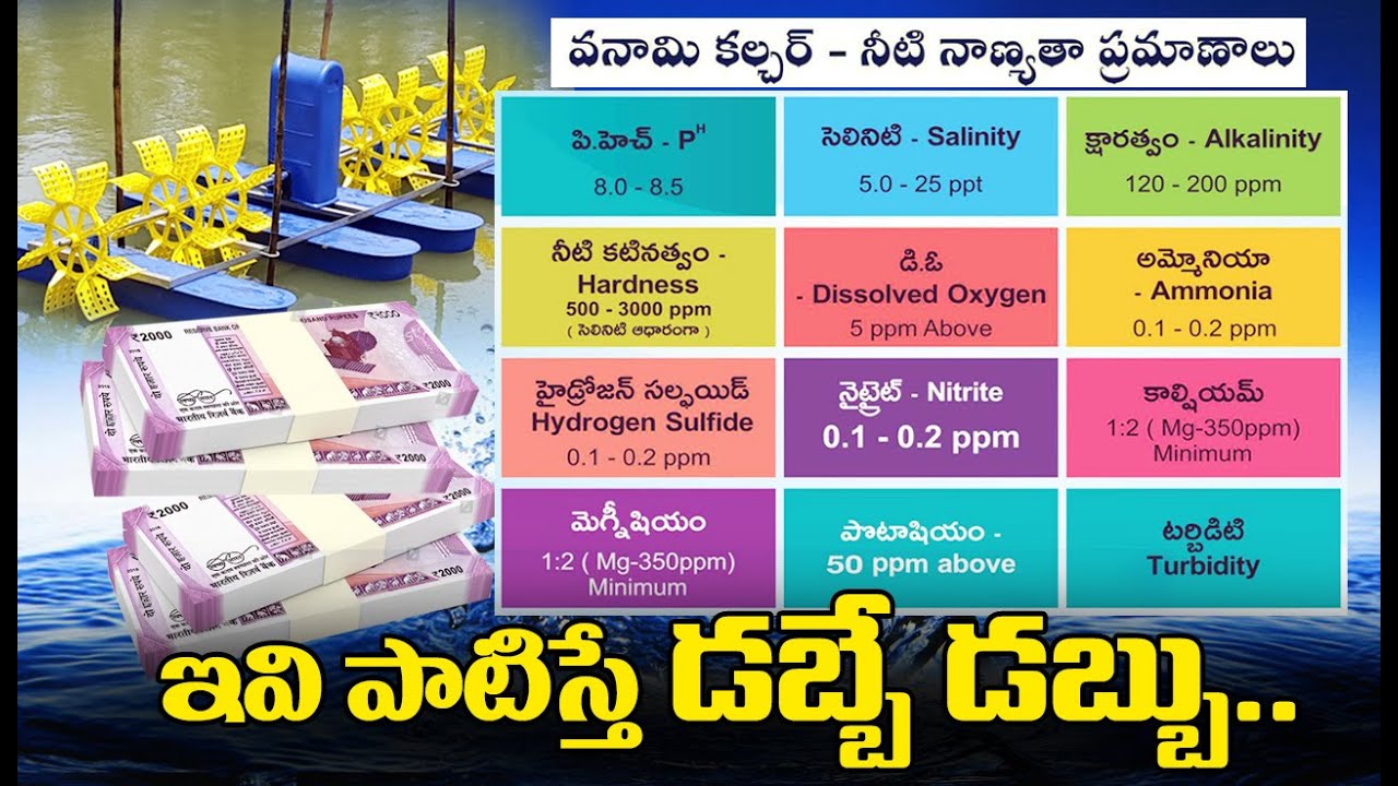 Water Management in Aqua Culture  | Vannamei Shrimp | Prawn Farming | Aqua Factory