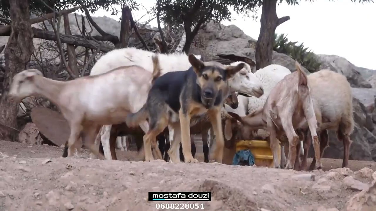 وثائقي قصير عن قرية تينيسان