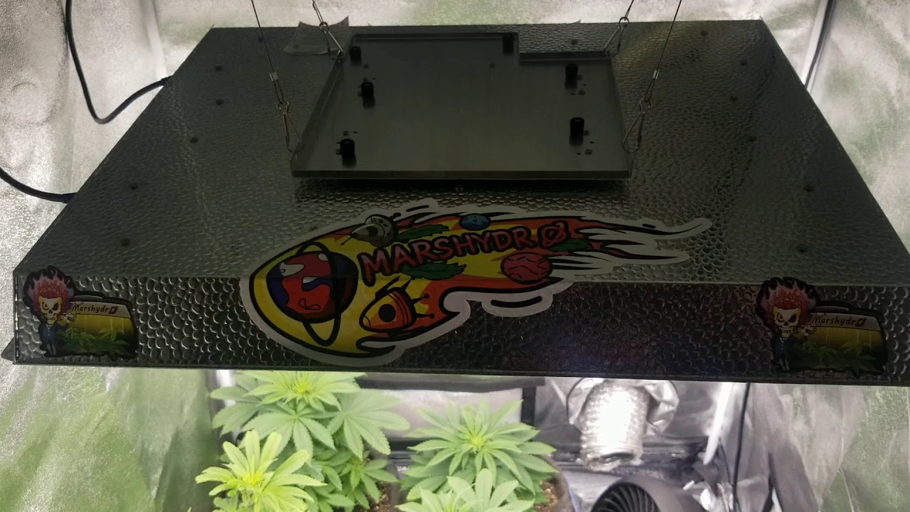Mars Hydro Grow Journal TSW2000  South Bay Genetics