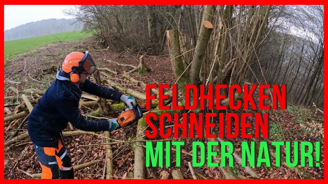 Feldhecken schneiden mit der Natur! Neue Kopfweiden!