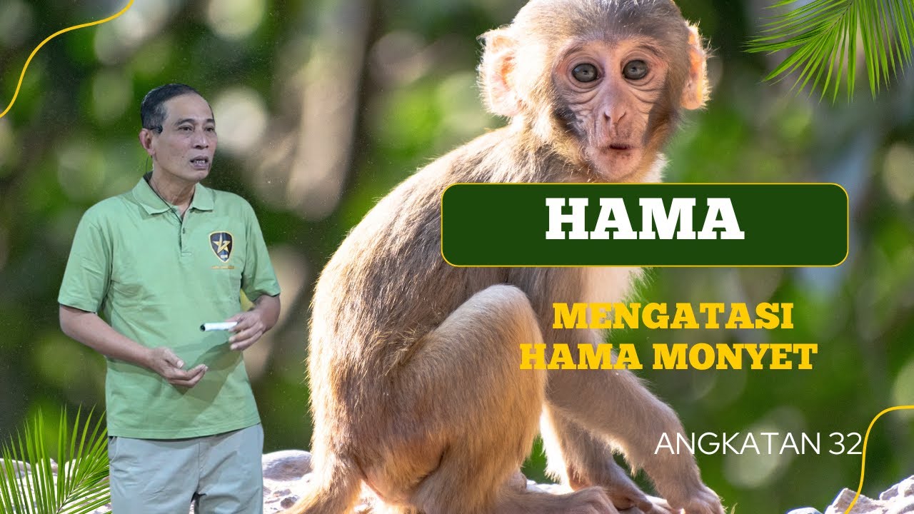 Mengatasi Hama Monyet