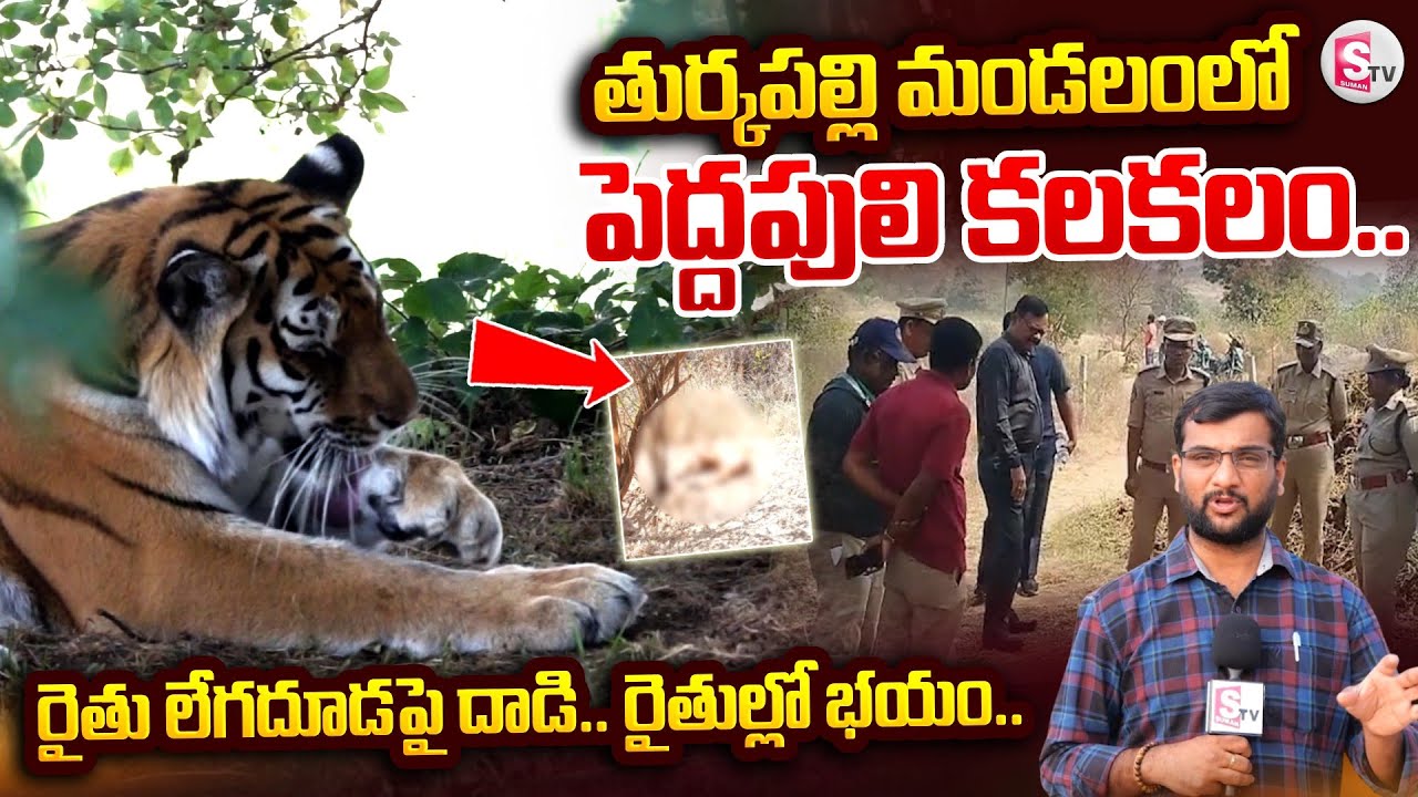 తుర్కపల్లి మండలంలో పెద్దపులి కలకలం | Big Tiger Roaming In Yadadri District | @SumanTVYadadri