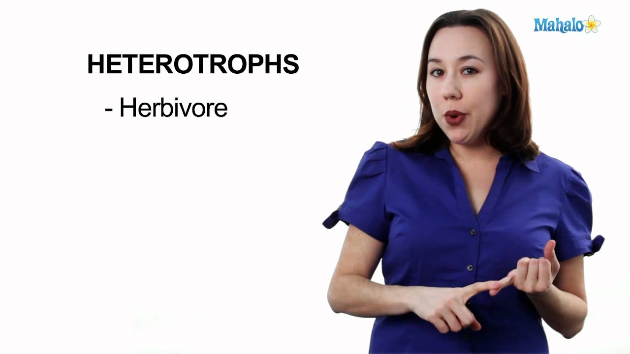 Learn Biology: Autotrophs vs. Heterotrophs