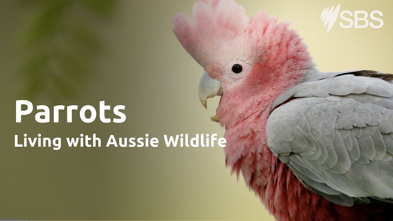 Parrots | Living with Aussie Wildlife | Learn English