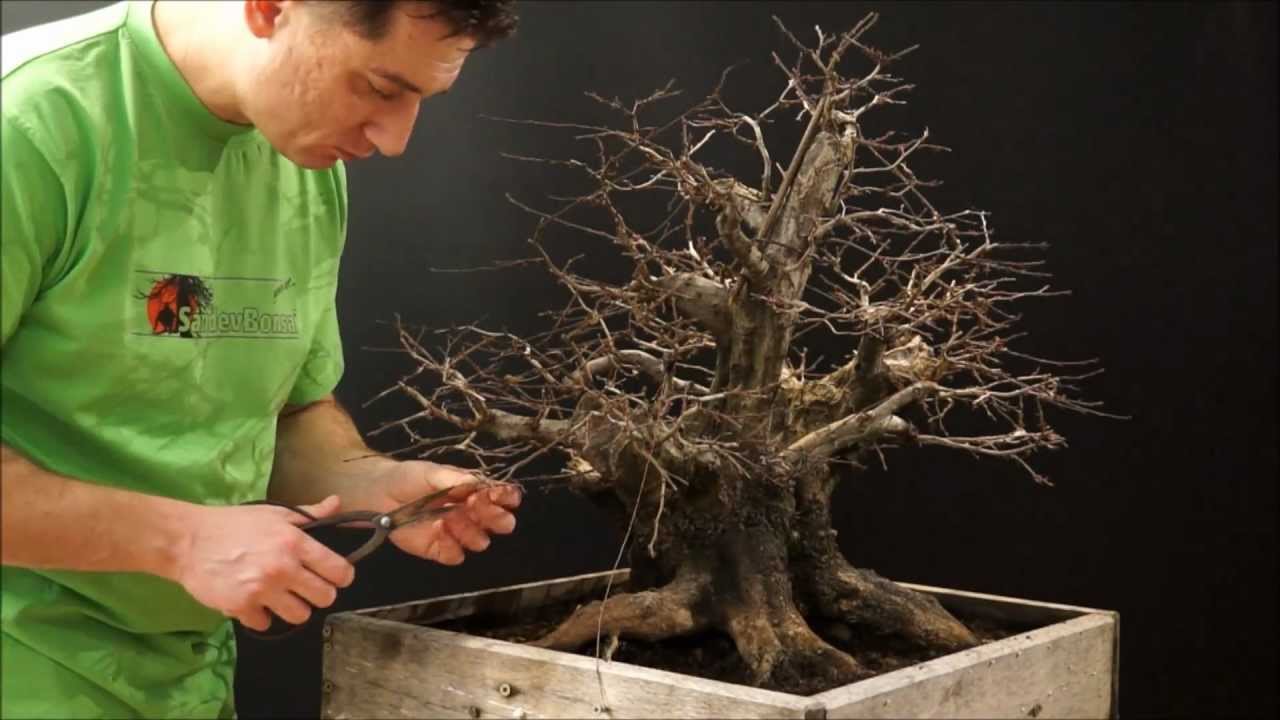 Carpinus orientalis 