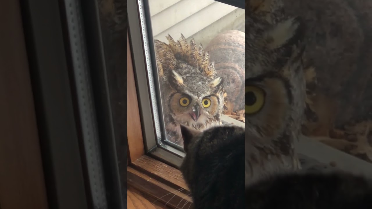 Cat Guards House as Owl Stares Through Window