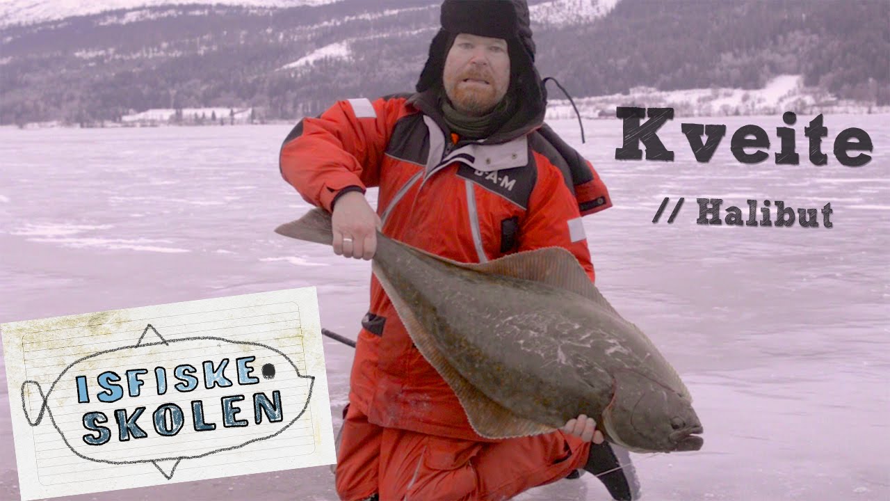Isfiske kveite // Ice fishing halibut - Isfiskeskolen Ep8