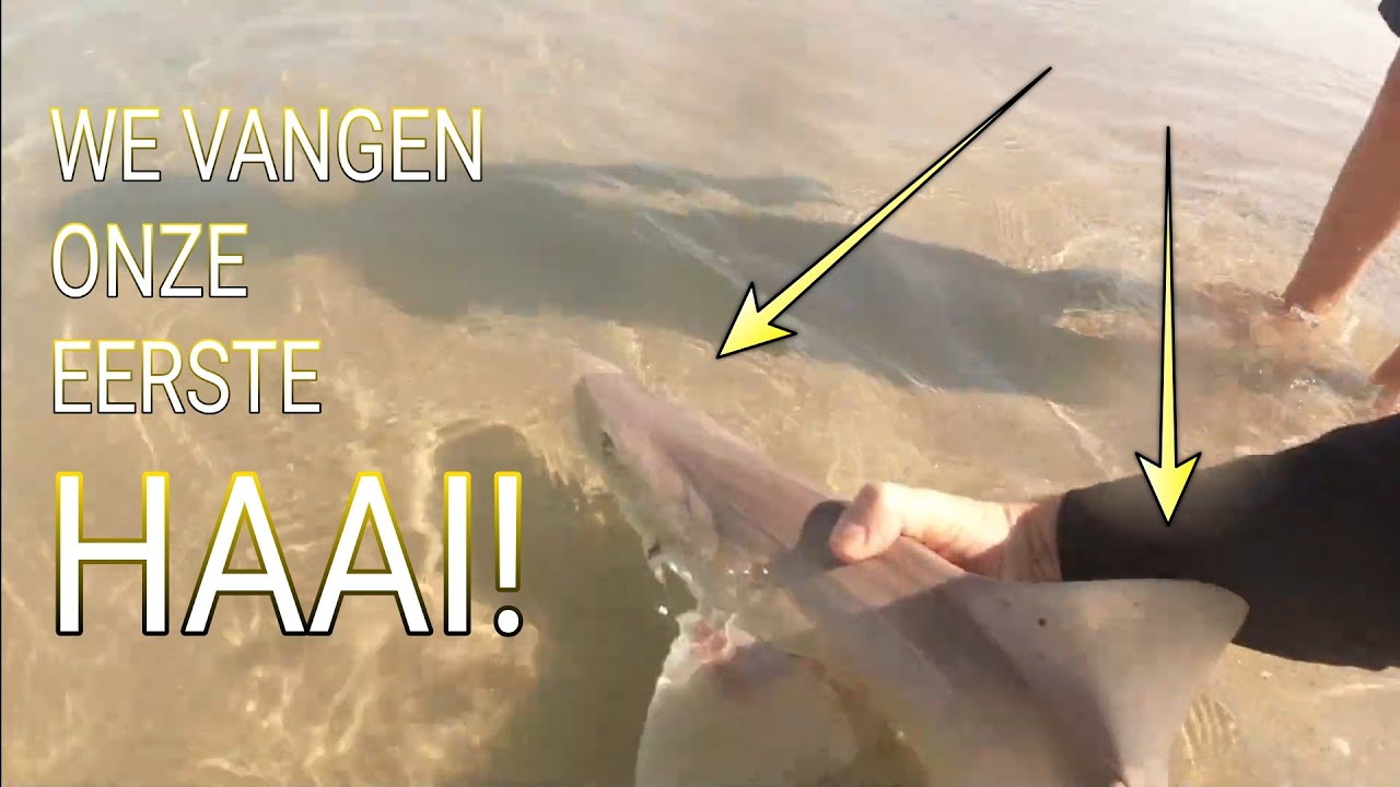 #203 - SEALIFE 3 - DE EERSTE HAAI op de FEEDERHENGEL! Robert Grootenboer