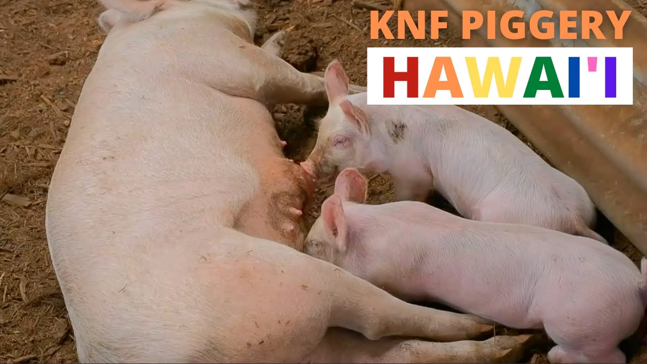 Sustainable Korean Natural Pig Farming Hawaii, No Smell & More Humane