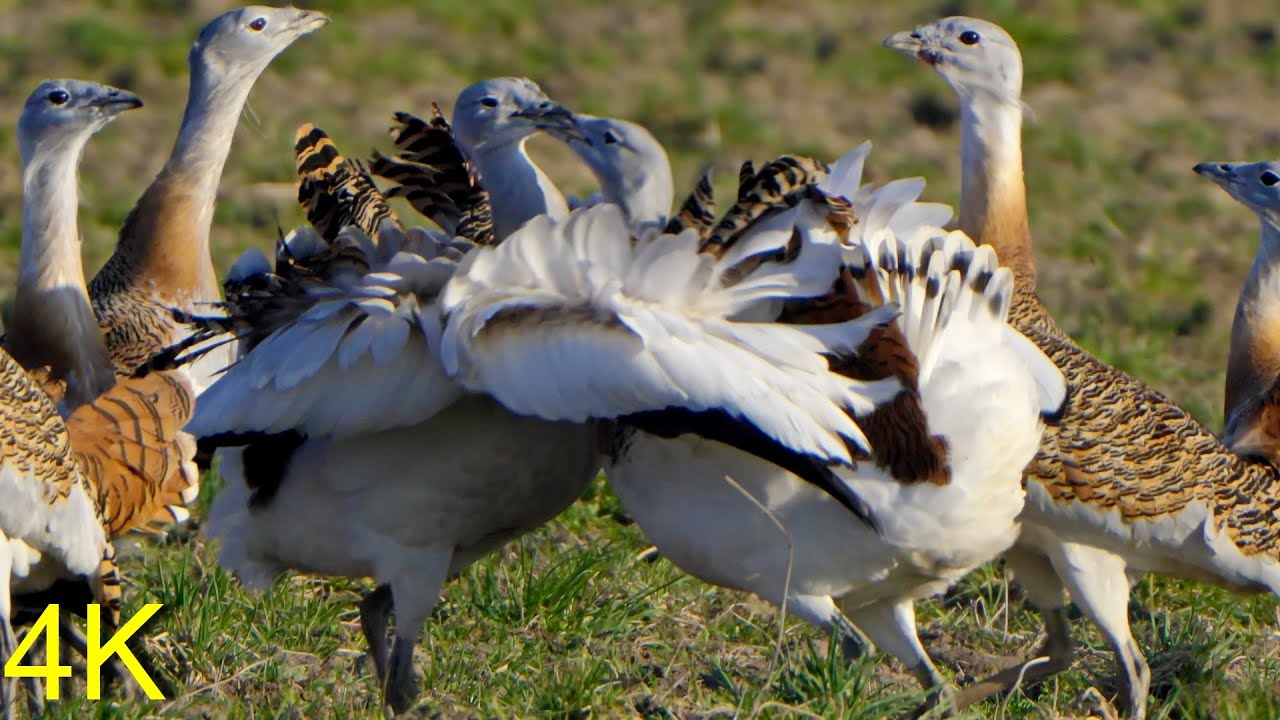 Großtrappe im März 2024 in Brandenburg  -- Great Bustard in Brandenburg/ Germany March 2024