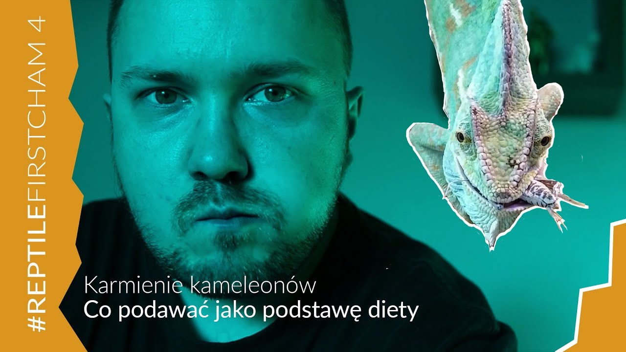 Co jest podstawą diety u Kameleonów