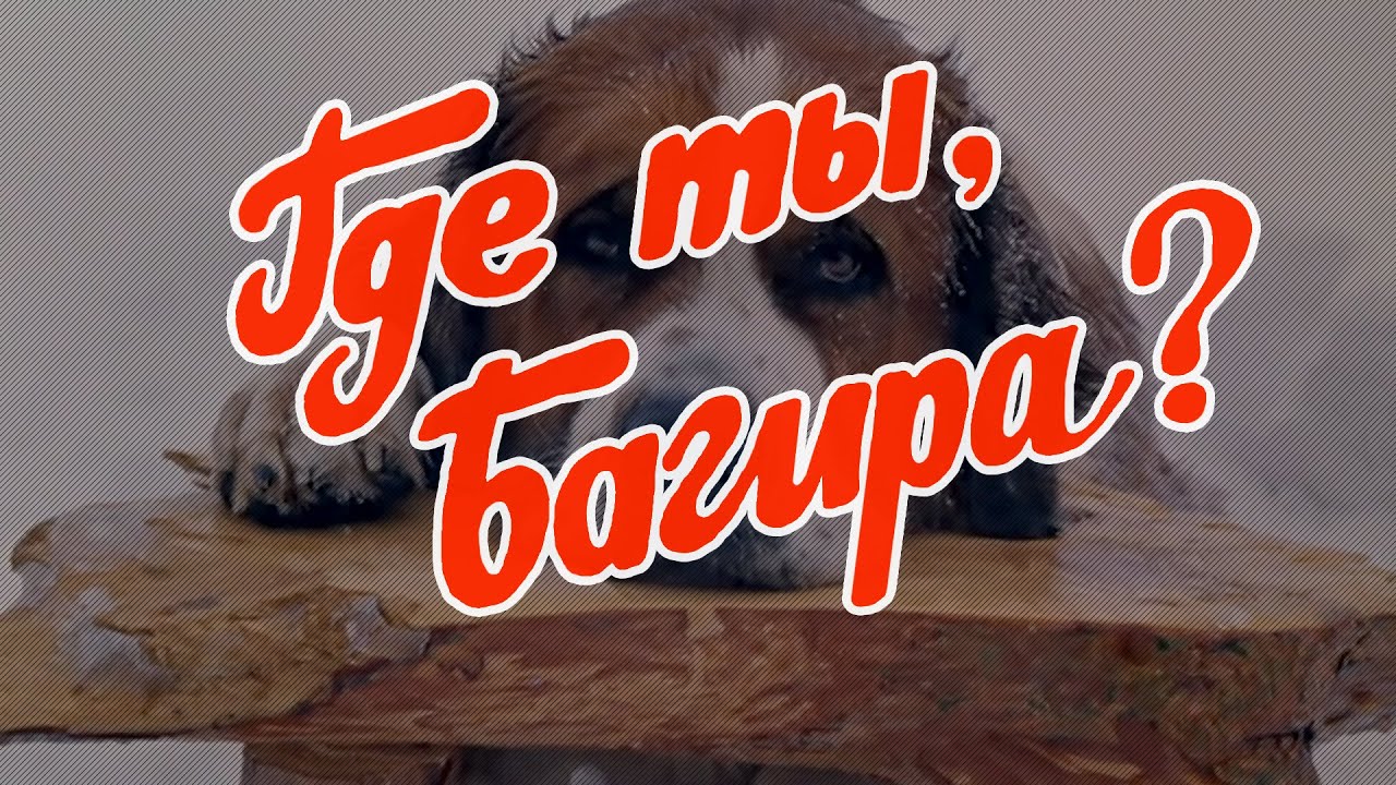 «Где ты, Багира?» (1977)  фильм Владимира Левина