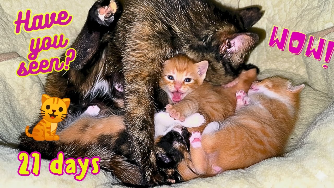 Милейшие 27-дневные котята обожают, когда мама-кошка их умывает!