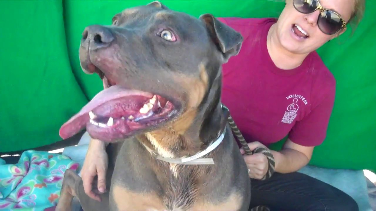 A5002374 MAX | Pit Bull Mix