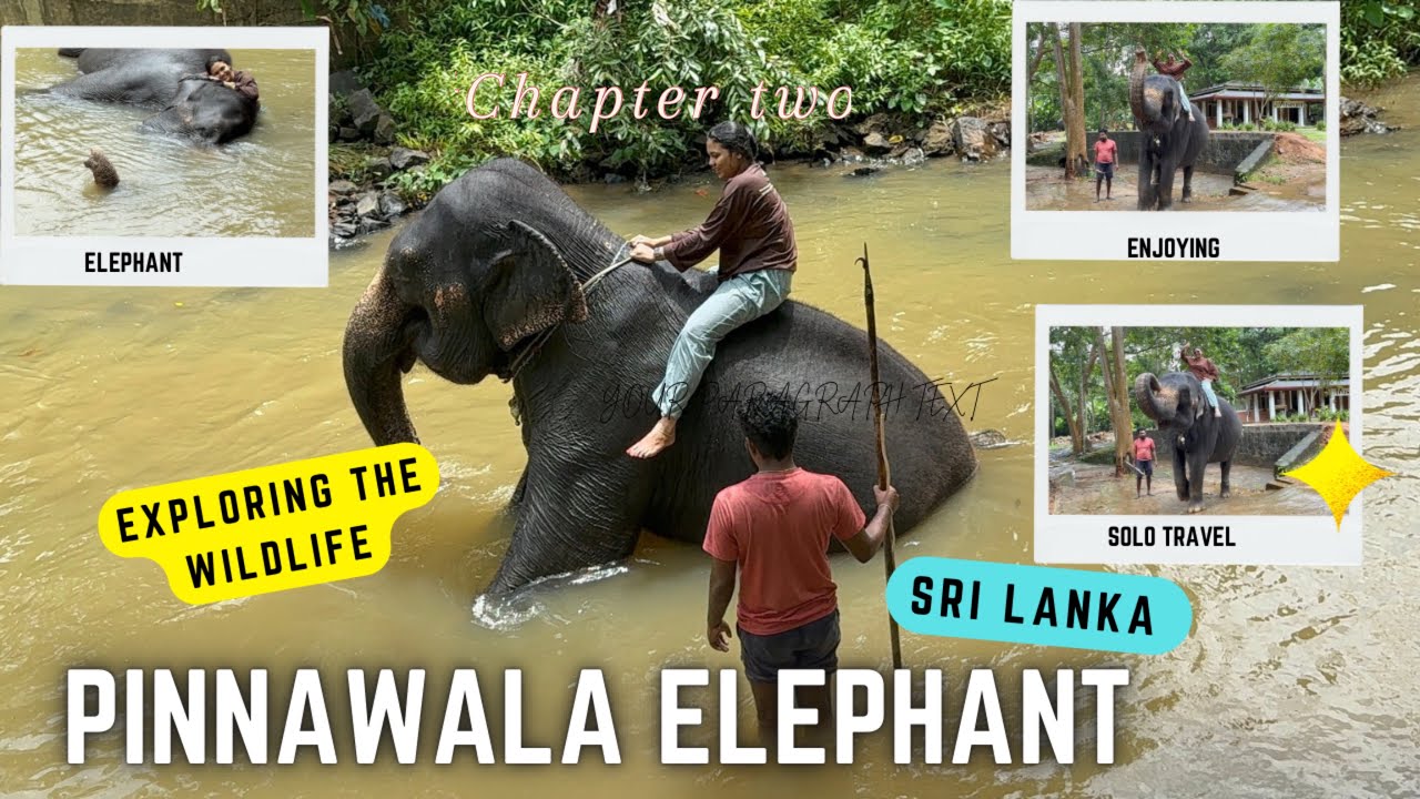 🐘 Chapter 2 | Walking & Bathing with Elephants at Pinnawala | LifeOfPriya
