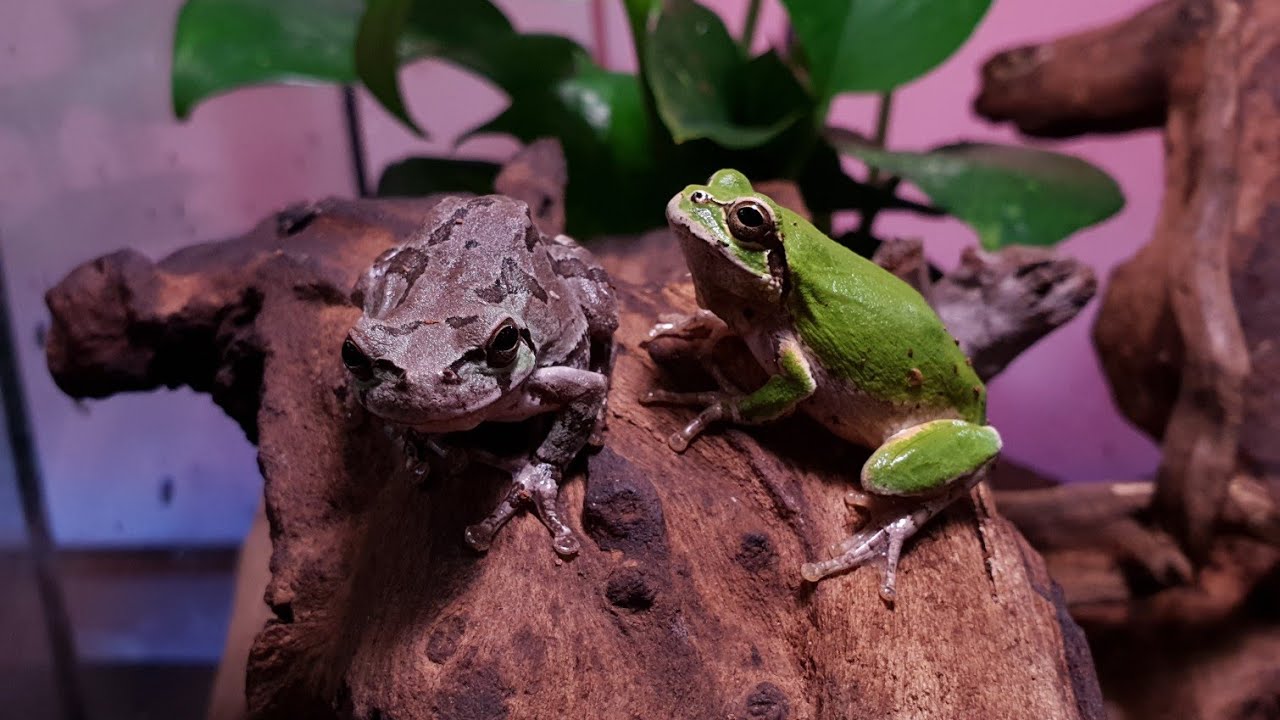 한국 청개구리가 최고인이유. 사람을 가장 잘따르는 개구리