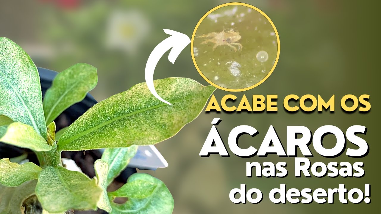 Produtos para eliminar os ÁCAROS nas Rosas do Deserto