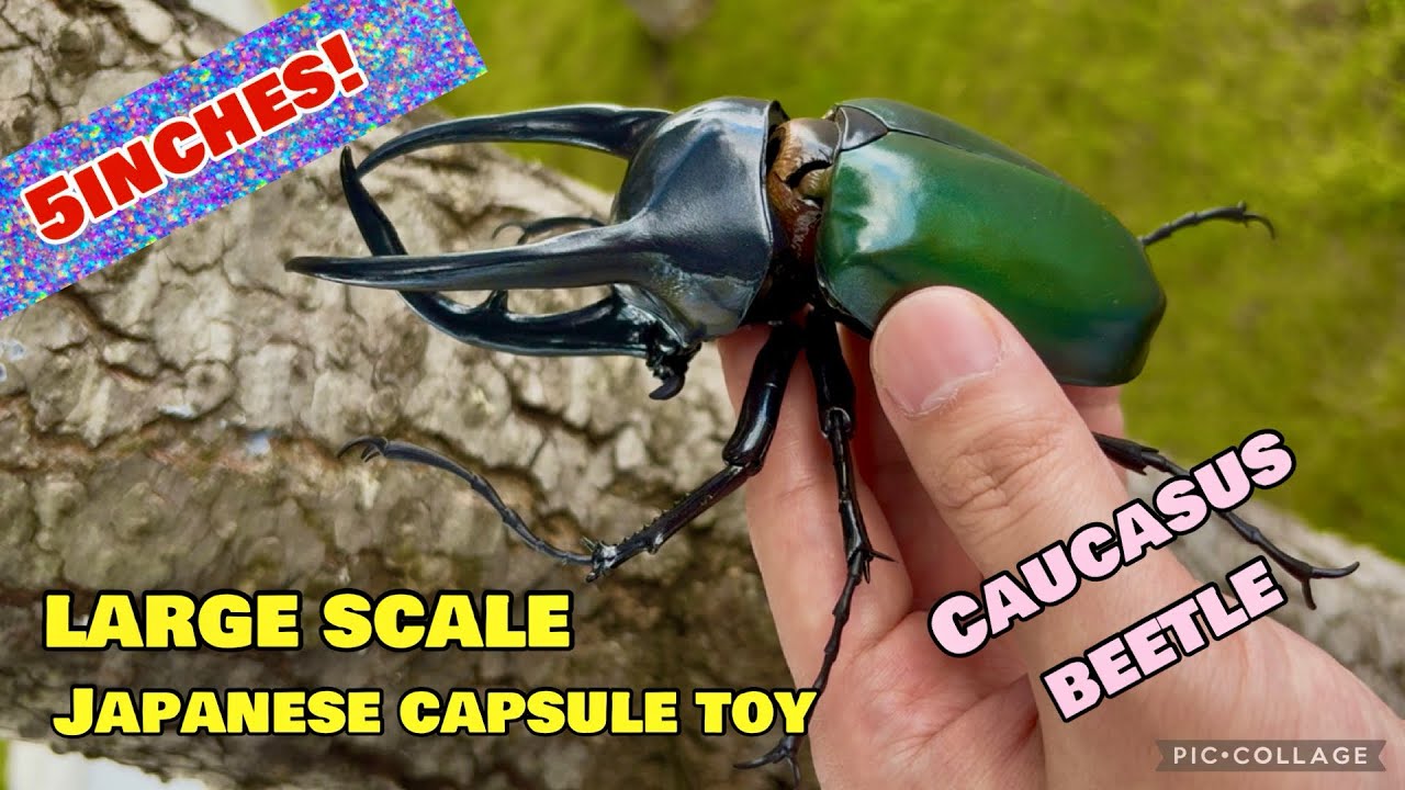 【Gachapon in Japan】 Caucasus beetle | Three horned beetle capsule toy OPENING UP!