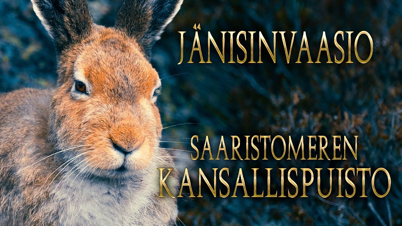 Jänis Invaasio | Luontokuvausta Jurmossa | Saaristomeren Kansallispuisto