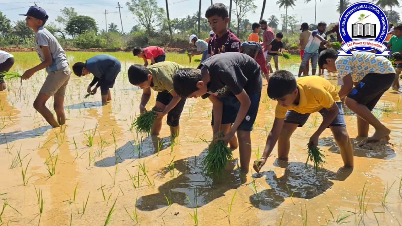 Rice farming activity by Students of Gurukula International School Roadhalli