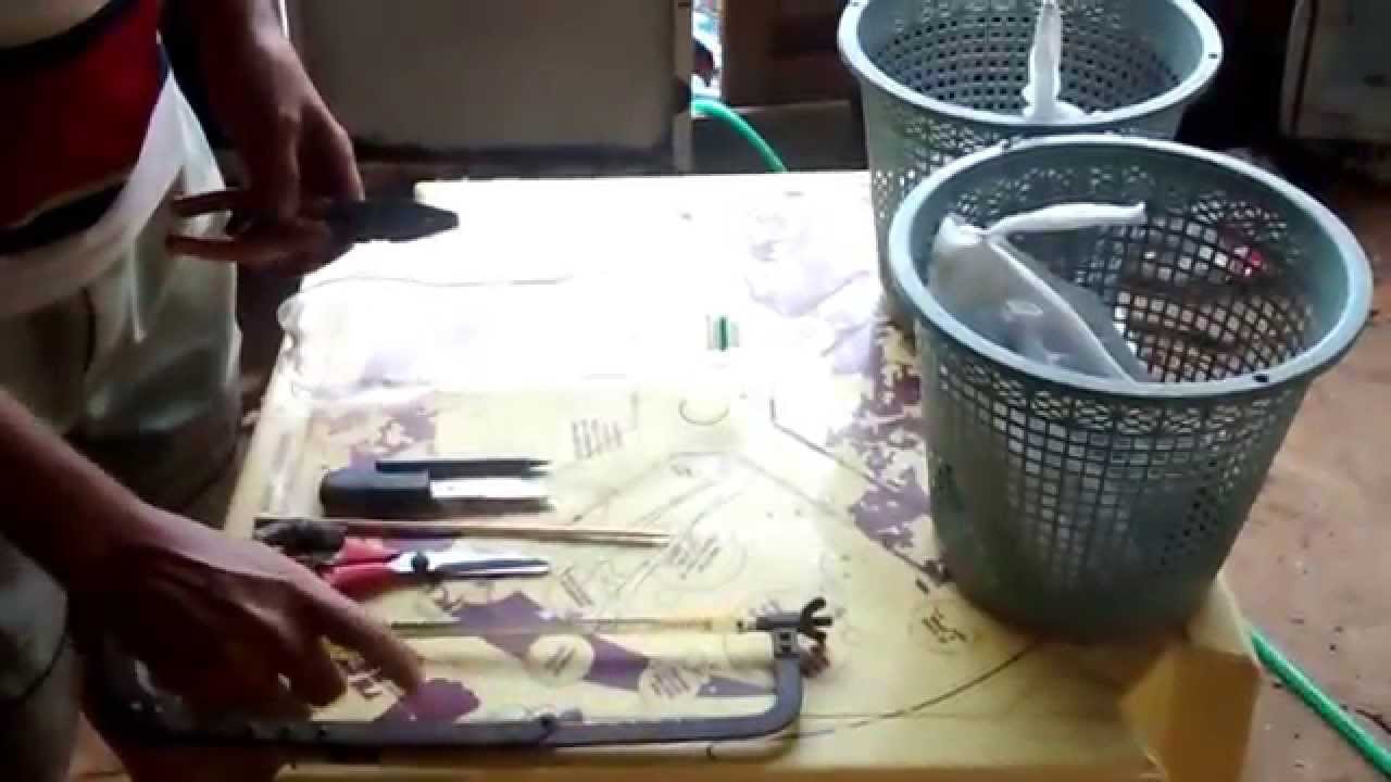 como fazer covo armadilha  para pegar  peixe em 3 minutos com 5 reais