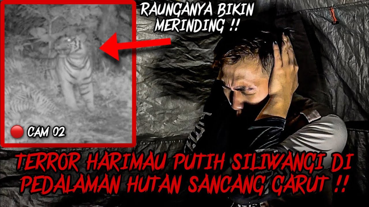 TERROR HARIMAU SILIWANGI DEPAN TENDA !! SOLO CAMPING HORROR DI HUTAN SANCANG GARUT PEMBAWA PETAKA !