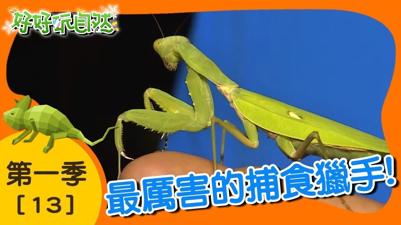 【最厲害的補食獵手】好好玩自然｜第13集_第一季｜柳丁哥哥 阿傑老師｜生態探索｜YOYO