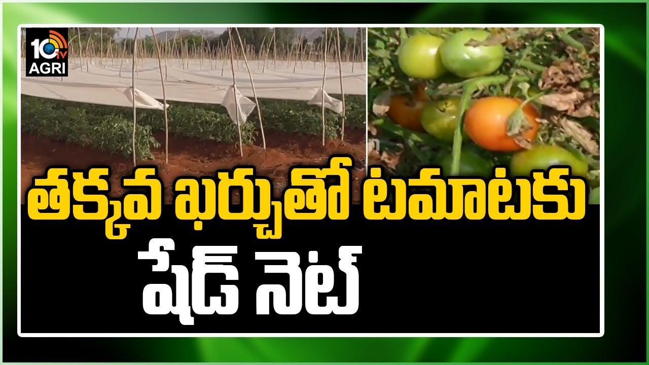 తక్కవ ఖర్చుతో టమాటకు షేడ్ నెట్ | Tomato Cultivation In Shade Nets | Matti Manishi | 10TV News