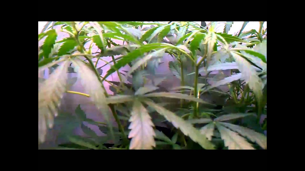 Dutch Passion AutoMazar 33Days from breaking the soil.