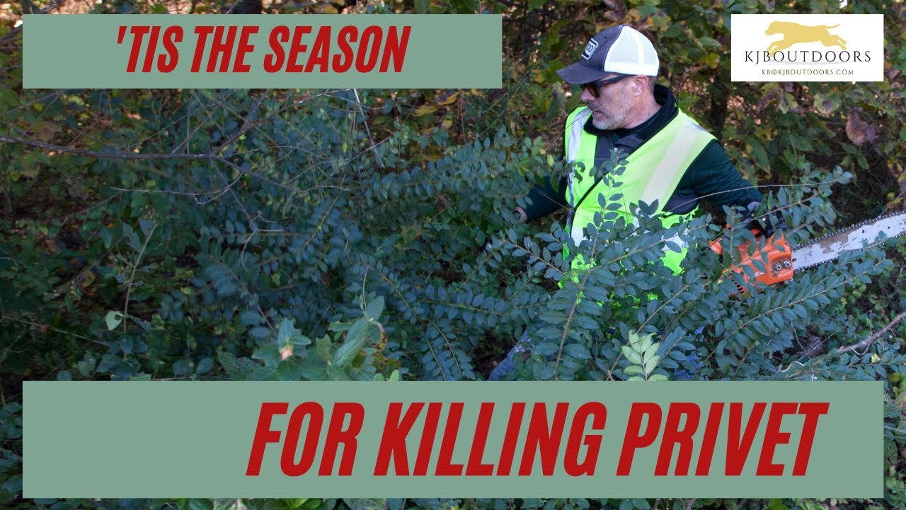 'Tis the season to kill out privet