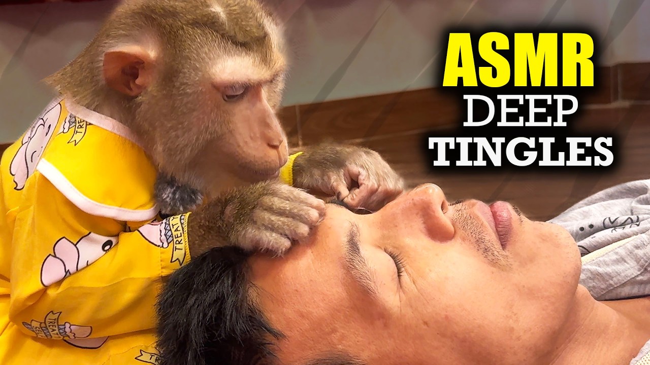 ASMR Monkey (Best Sleep Triggers) | Fast & Intense Scalp Grooming For DEEP SLEEP