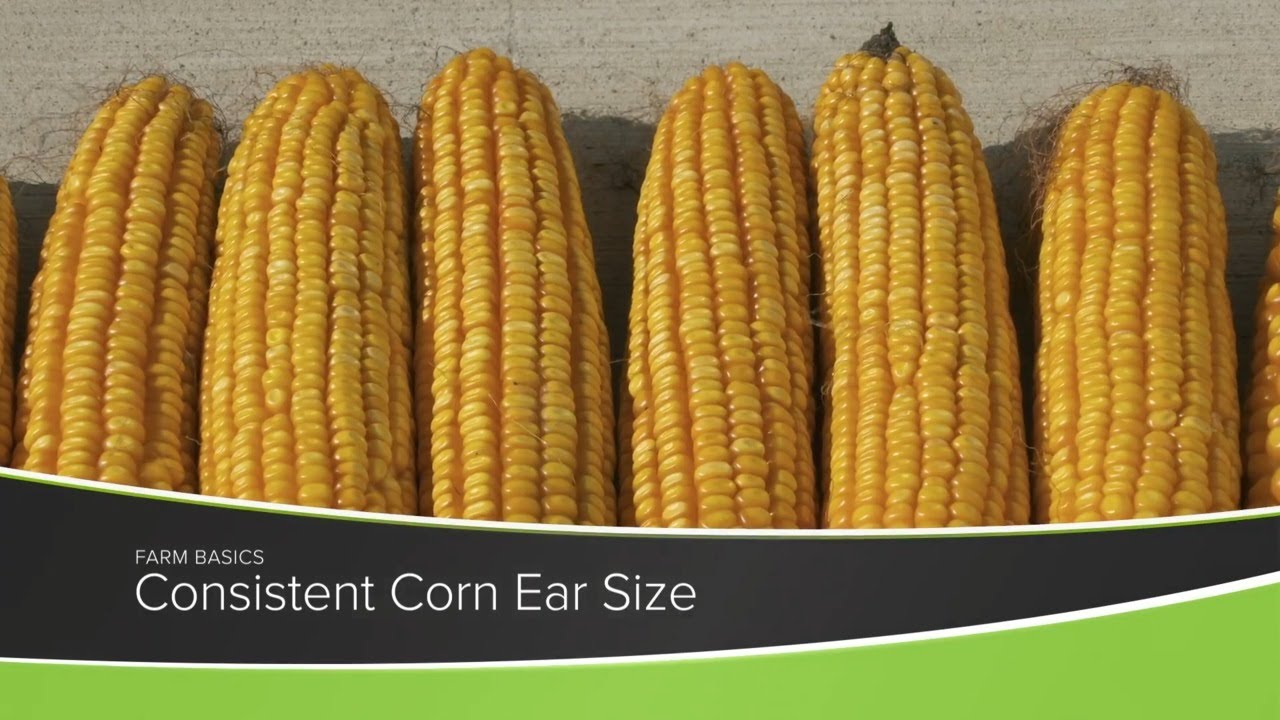 Farm Basics #1188 Consistent Corn Ear Size (Air Date 1-10-21)