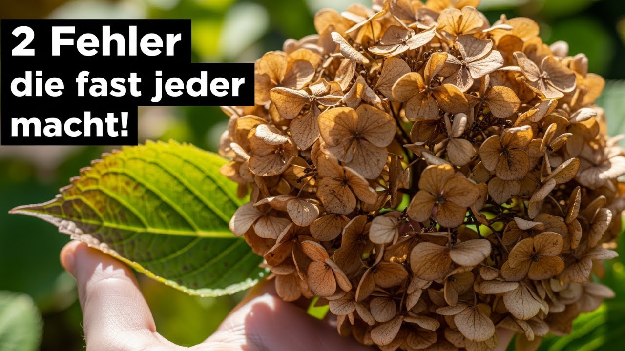 🌿 2 fatale Fehler bei Hortensien &ndash; mach das JETZT nicht!