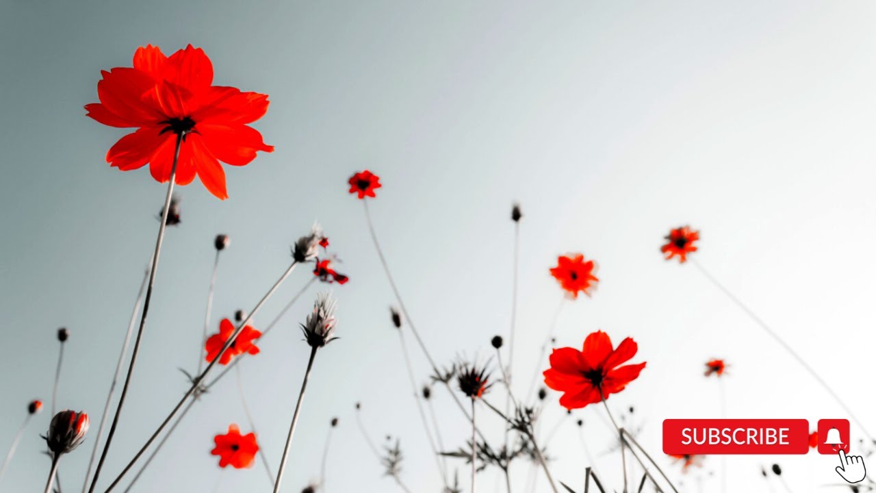 Healing Music Absolute Stress Relief, Stop Anxiety - Relaxing Music