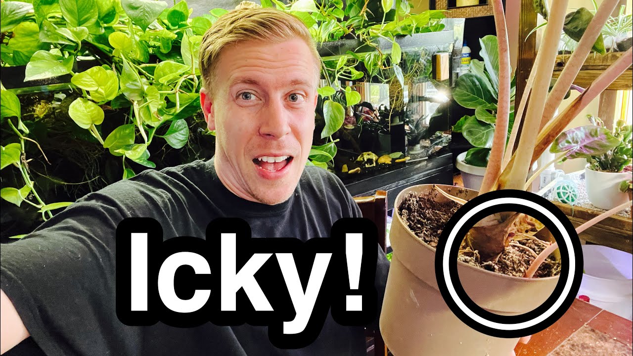 Rid of White Mold on Plant Soil - Harmful to Houseplants?