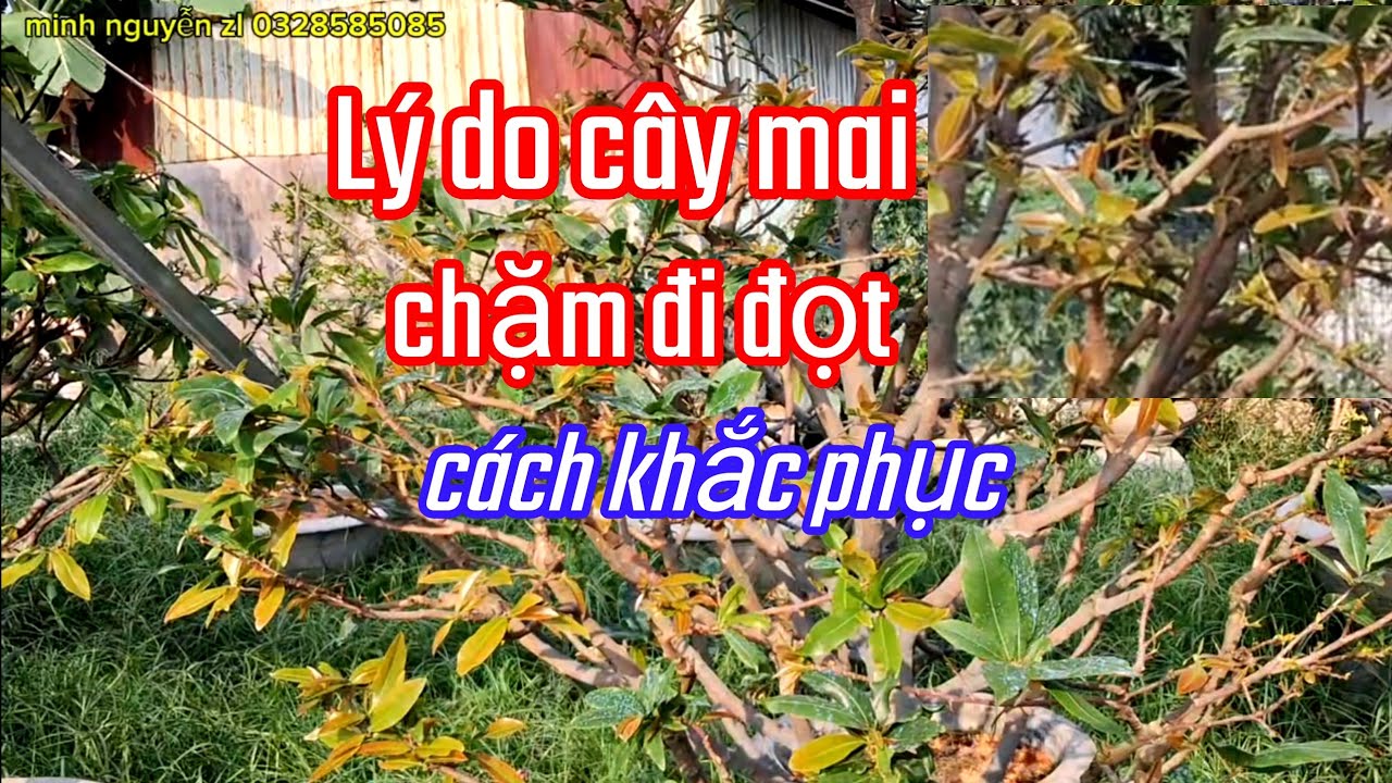 29/1/AL. Lý do cây mai chậm đi tược và cách khắc phục 