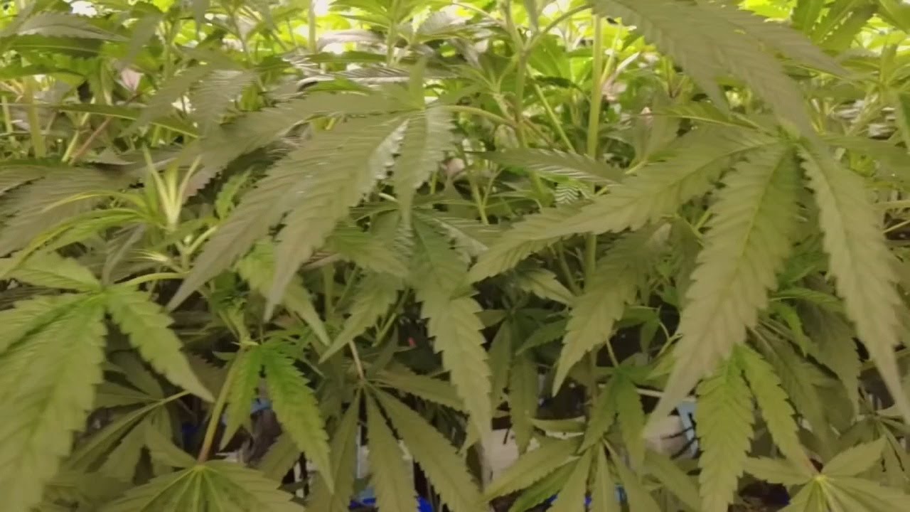 Kentucky hemp producers brace for ban although some remain unaffected by new law