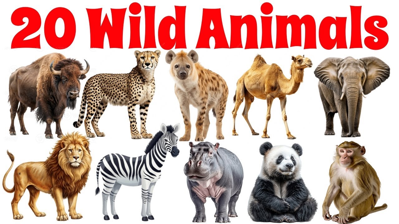 20 जंगली जानवरों के नाम | 20 Wild Animals Name in English for Kids