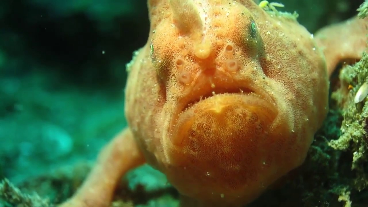 Facts: The Frogfish