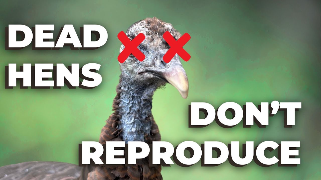 Decreases in hen survival may explain declines | Ep 153