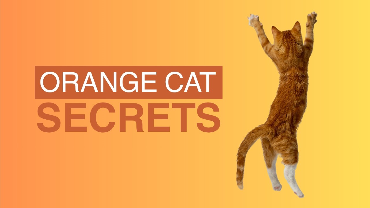 Orange Cats Are Actually Different🧬Scientist Discover Weird Gene That Makes Orange Cats Orange