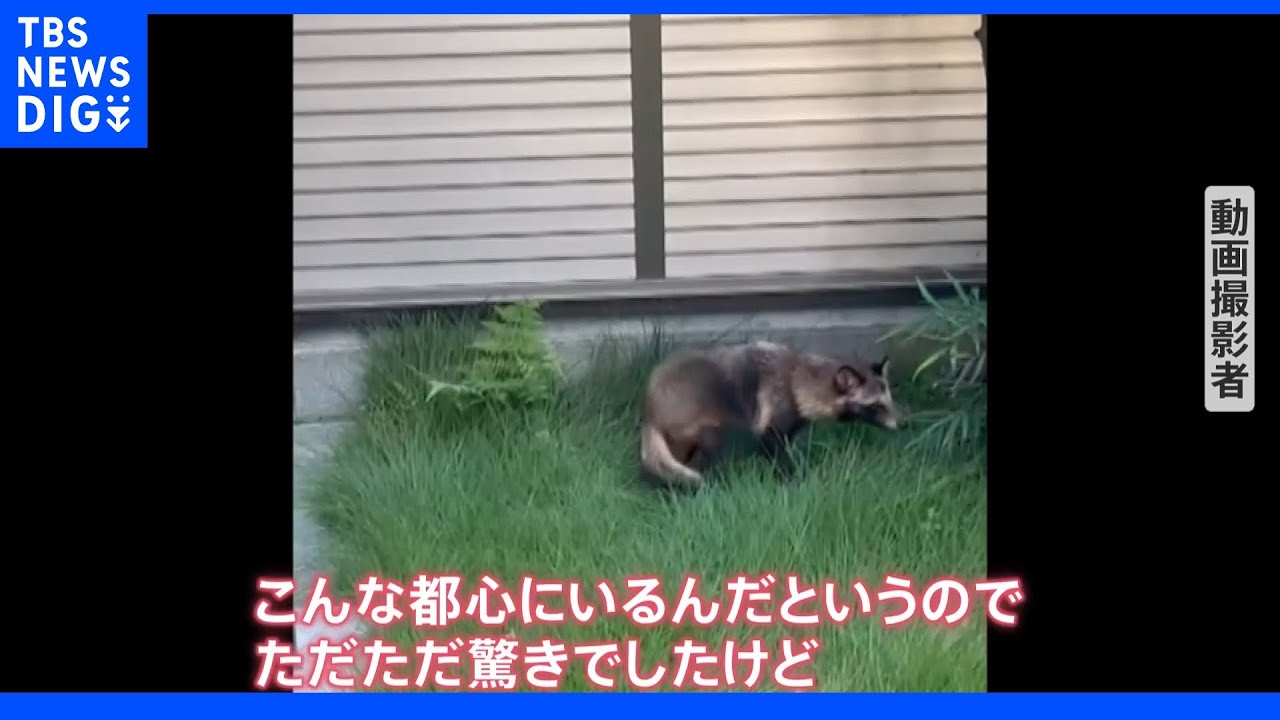 &ldquo;新宿駅たぬき騒動&rdquo;の翌日&hellip;渋谷でも「くつろいで寝ていた！」　都心で相次ぐたぬき目撃も「触らずそっと見守って」｜TBS&nbsp;NEWS&nbsp;DIG