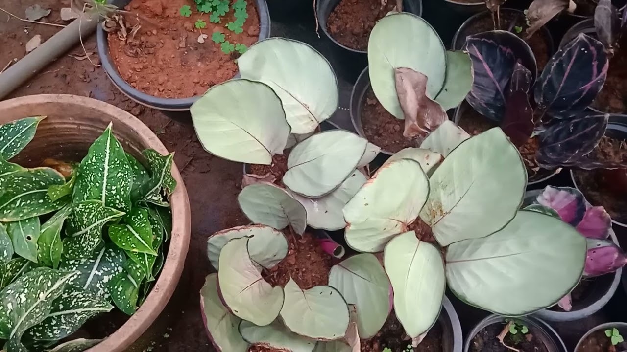 calathiya plants for sale starting rate 30...........9447431253
