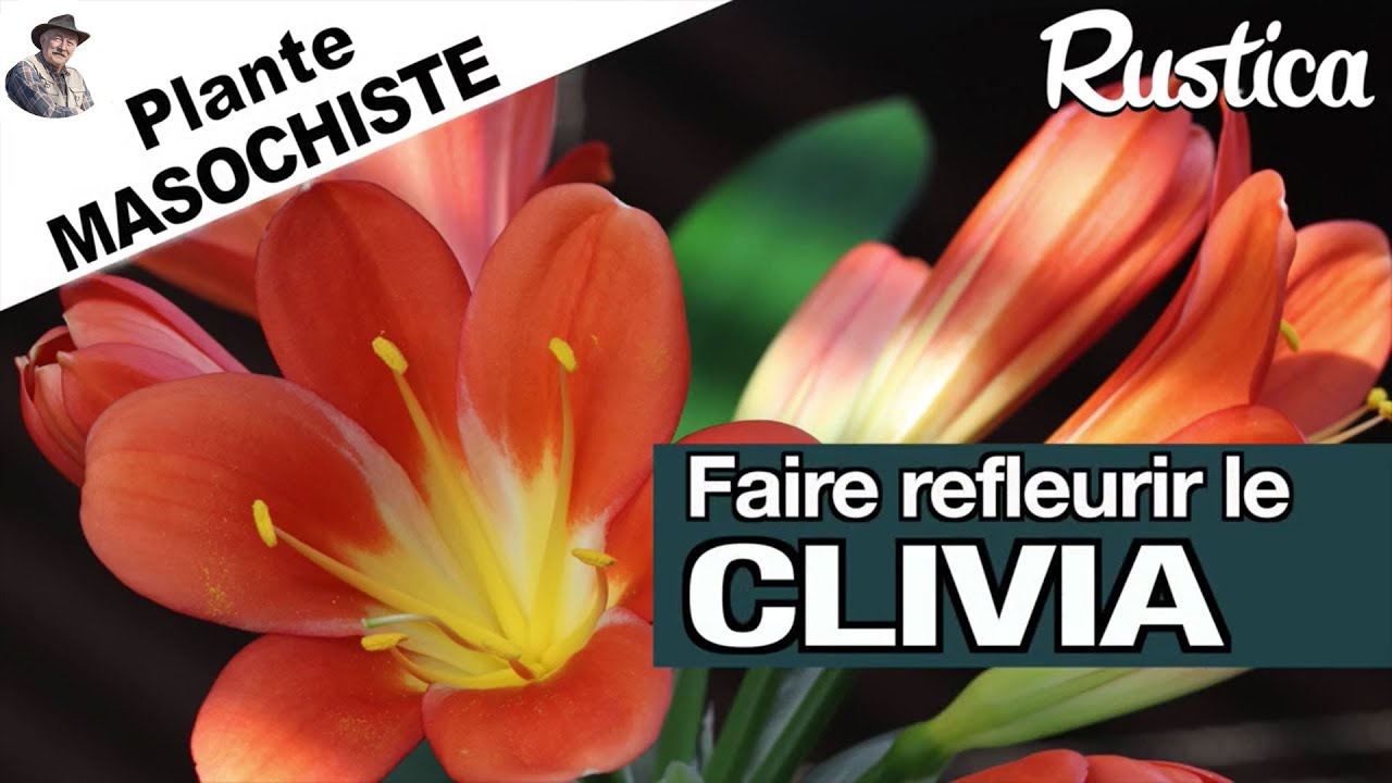Faire refleurir le clivia