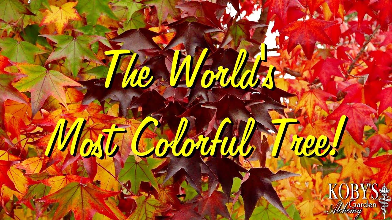 World's Most Colorful Tree!  Liquidambar styraciflua &lsquo;Festival&rsquo; -- Autumn is served.
