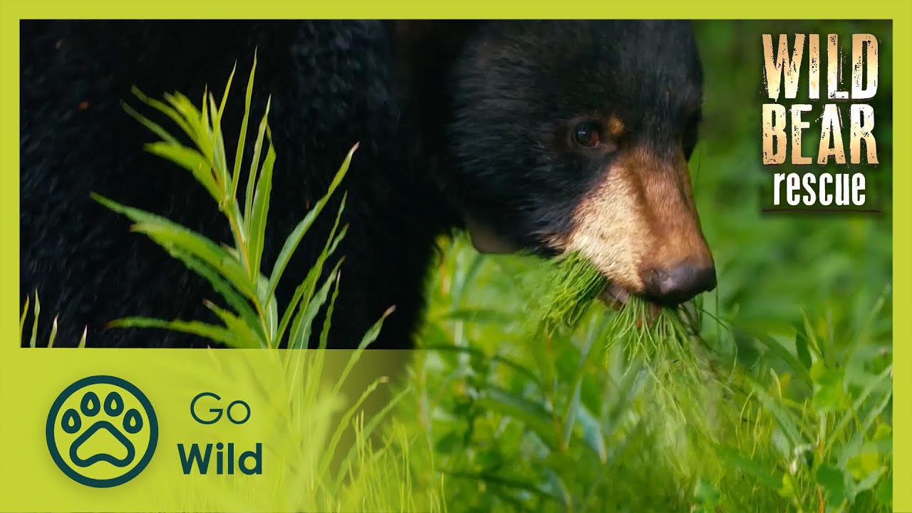 Bearly Ready | Wild Bear Rescue S01E05 | Go Wild